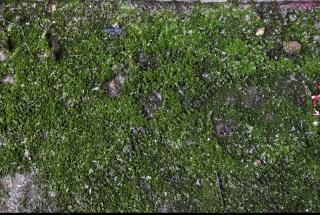 free photo texture of mossy 
